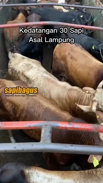 Kedatangan-30-Sapi-Asal-Lampung-